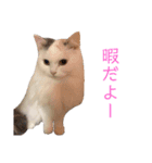 ラガマフィンのルルちゃん（個別スタンプ：21）