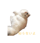 ラガマフィンのルルちゃん（個別スタンプ：24）
