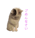 ラガマフィンのルルちゃん（個別スタンプ：25）
