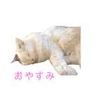 ラガマフィンのルルちゃん（個別スタンプ：30）
