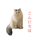 ラガマフィンのルルちゃん（個別スタンプ：31）
