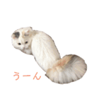 ラガマフィンのルルちゃん（個別スタンプ：32）