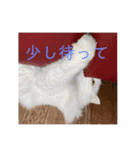 ラガマフィンのルルちゃん（個別スタンプ：34）
