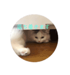 ラガマフィンのルルちゃん（個別スタンプ：36）