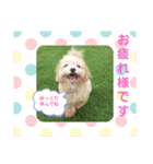☆40種類☆可愛い日常スタンプ犬（個別スタンプ：2）