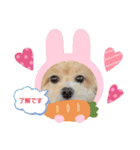 ☆40種類☆可愛い日常スタンプ犬（個別スタンプ：3）