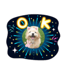 ☆40種類☆可愛い日常スタンプ犬（個別スタンプ：4）