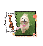 ☆40種類☆可愛い日常スタンプ犬（個別スタンプ：10）