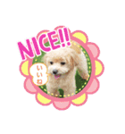 ☆40種類☆可愛い日常スタンプ犬（個別スタンプ：13）
