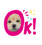 ☆40種類☆可愛い日常スタンプ犬（個別スタンプ：15）