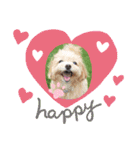 ☆40種類☆可愛い日常スタンプ犬（個別スタンプ：17）