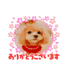 ☆40種類☆可愛い日常スタンプ犬（個別スタンプ：19）