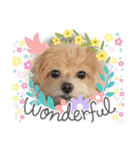 ☆40種類☆可愛い日常スタンプ犬（個別スタンプ：20）