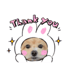 ☆40種類☆可愛い日常スタンプ犬（個別スタンプ：23）