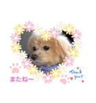 ☆40種類☆可愛い日常スタンプ犬（個別スタンプ：27）