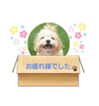 ☆40種類☆可愛い日常スタンプ犬（個別スタンプ：29）