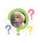☆40種類☆可愛い日常スタンプ犬（個別スタンプ：33）