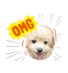 ☆40種類☆可愛い日常スタンプ犬（個別スタンプ：34）