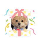☆40種類☆可愛い日常スタンプ犬（個別スタンプ：35）