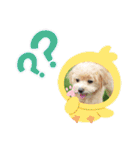 ☆40種類☆可愛い日常スタンプ犬（個別スタンプ：37）
