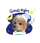 ☆40種類☆可愛い日常スタンプ犬（個別スタンプ：38）