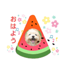 ☆40種類☆可愛い日常スタンプ犬（個別スタンプ：40）