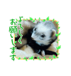 フェレットのみんと。（個別スタンプ：2）