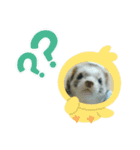 フェレットのみんと。（個別スタンプ：4）