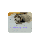フェレットのみんと。（個別スタンプ：12）