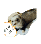 フェレットのみんと。（個別スタンプ：13）