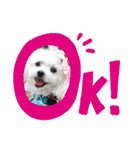 マルチーズのハクちゃん（個別スタンプ：1）