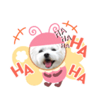 マルチーズのハクちゃん（個別スタンプ：2）