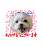 マルチーズのハクちゃん（個別スタンプ：3）