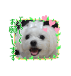 マルチーズのハクちゃん（個別スタンプ：4）