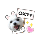 マルチーズのハクちゃん（個別スタンプ：5）