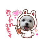 マルチーズのハクちゃん（個別スタンプ：8）