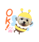マルチーズのハクちゃん（個別スタンプ：9）
