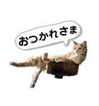 モヒカントイプードルMOKA（個別スタンプ：4）