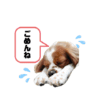 モヒカントイプードルMOKA（個別スタンプ：9）