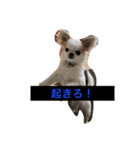 M.Tanizaki116（個別スタンプ：8）