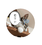 アルナハ2（個別スタンプ：3）