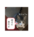 アルナハ2（個別スタンプ：8）