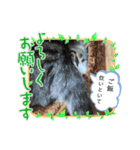 アルナハ2（個別スタンプ：12）