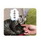 アルナハ2（個別スタンプ：15）