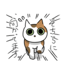 猫が伝える防災用LINEスタンプ（個別スタンプ：21）