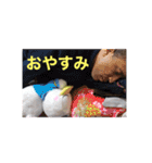 さくら：チャビック＆カズミ（個別スタンプ：24）