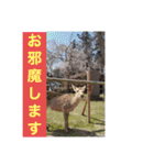 さくら：チャビック＆カズミ（個別スタンプ：40）