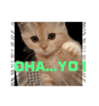 猫の森基金①（個別スタンプ：1）