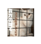 猫の森基金①（個別スタンプ：3）