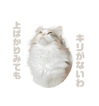 猫の森基金①（個別スタンプ：4）